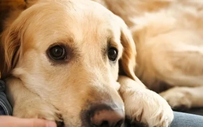Can Landlords Deny Emotional Support Animals? Here’s the Truth