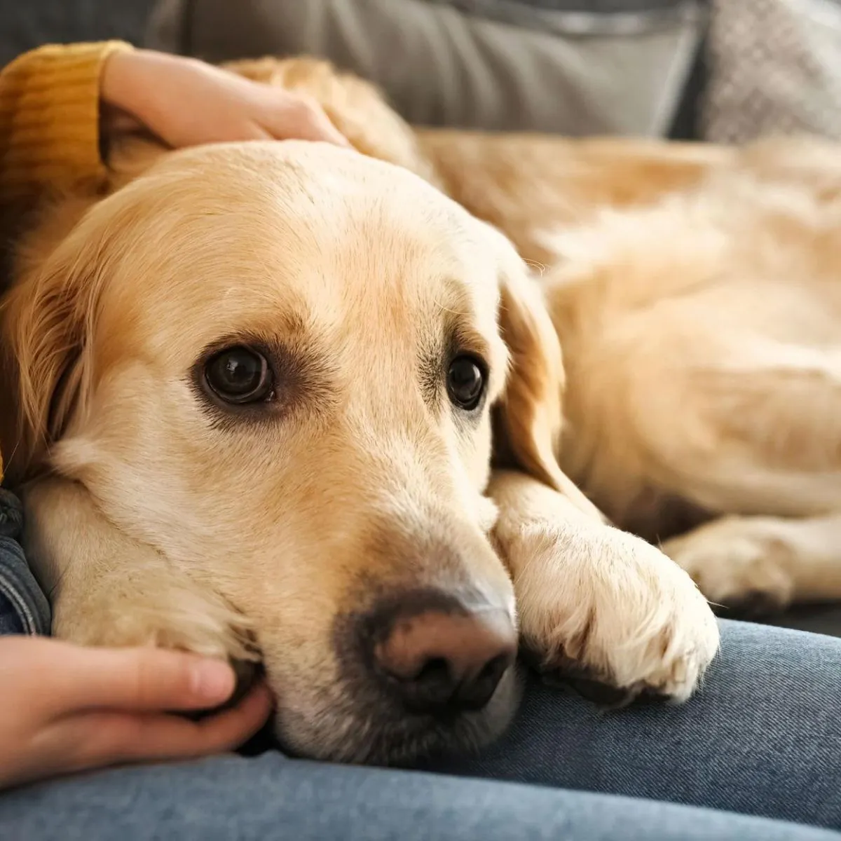 Person with their emotional support dog in a rental home